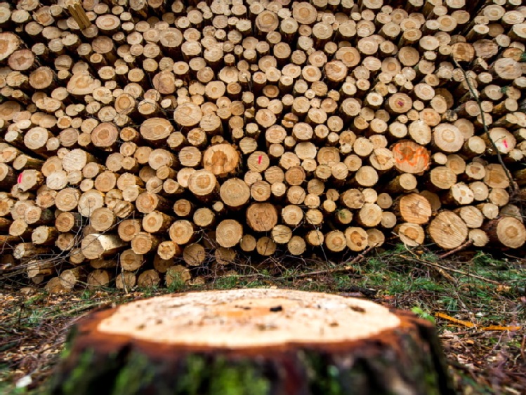 "Puls Biznesu": Z połamanym drewnem lasy są... w lesie
